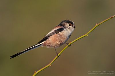 Long-tailed Tit