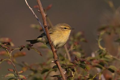 Tjiftjaf / Chiffchaff