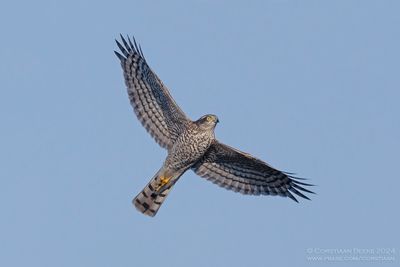 Sperwer / Eurasian Sparrowhawk