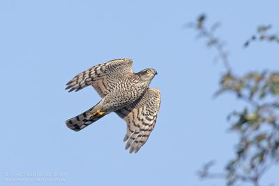 Sperwer / Eurasian Sparrowhawk