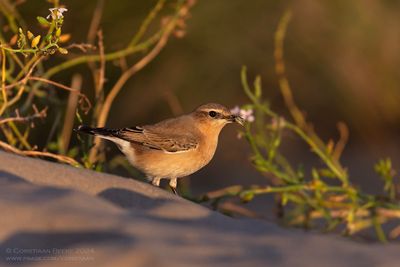 Tapuit / Wheatear