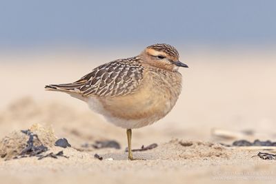 Morinelplevier / Dotterel