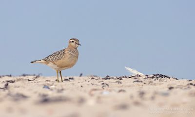 Morinelplevier / Dotterel