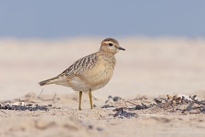 Morinelplevier / Dotterel