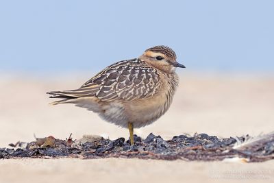 Morinelplevier / Dotterel