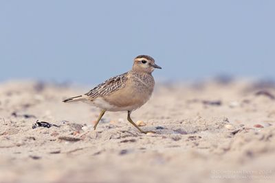 Morinelplevier / Dotterel