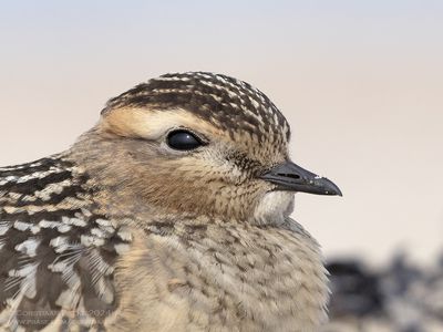 Morinelplevier / Dotterel