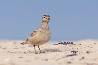 Morinelplevier / Dotterel