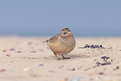 Morinelplevier / Dotterel
