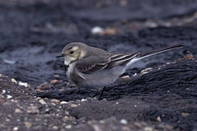 Witte Kwikstaart / White Wagtail