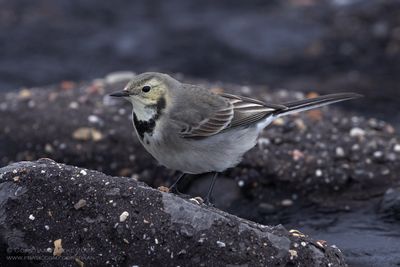 Witte Kwikstaart / White Wagtail