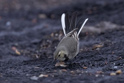 White Wagtail