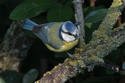 Blue Tit
