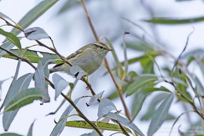 Bladkoning / Yellow-browed Warbler