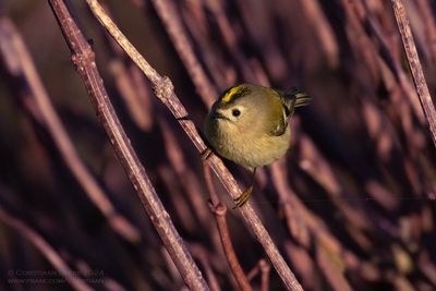 Goldcrest