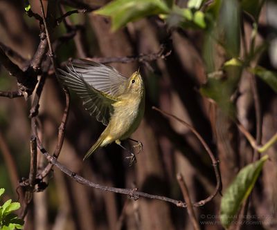 Tjiftjaf / Chiffchaff