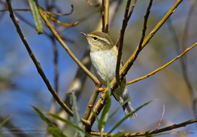 Bladkoning / Yellow-browed Warbler
