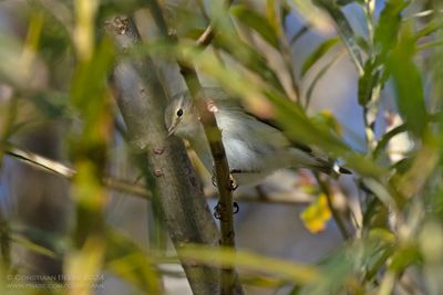 Tjiftjaf / Chiffchaff