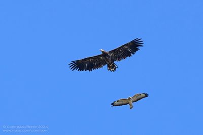 Zeearend / White-tailed Eagle