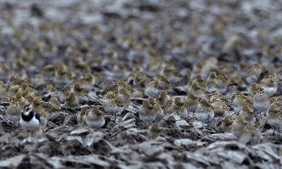 Dotterel