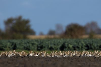 European Golden Plover