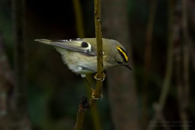 Goudhaan / Goldcrest