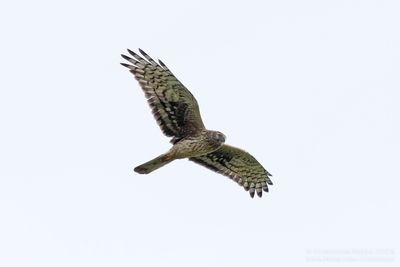 Blauwe Kiekendief / Hen Harrier