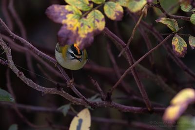 Vuurgoudhaan / Firecrest