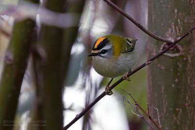 Vuurgoudhaan / Firecrest