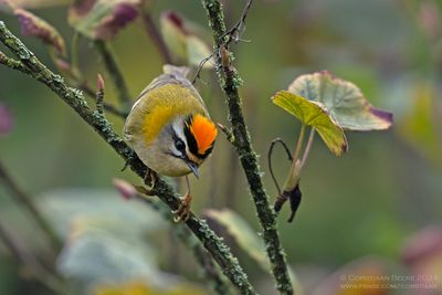 Vuurgoudhaan / Firecrest