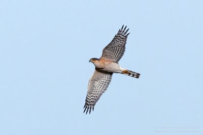 Eurasian Sparrow Hawk