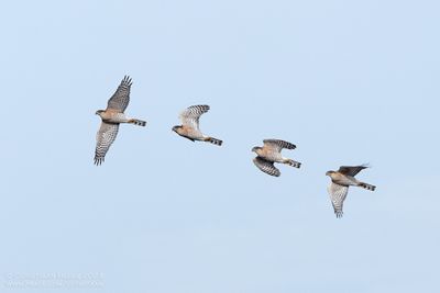 Sperwer / Eurasian Sparrow Hawk
