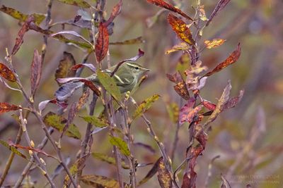 Bladkoning / Yellow-browed Warbler