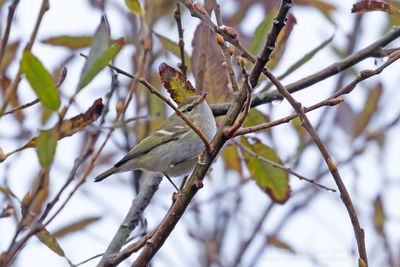 Yellow-browed Warbler