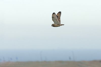 Velduil / Short-eared Owl