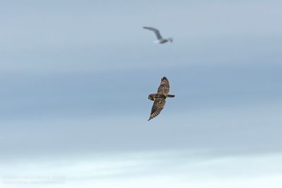 Velduil / Short-eared Owl