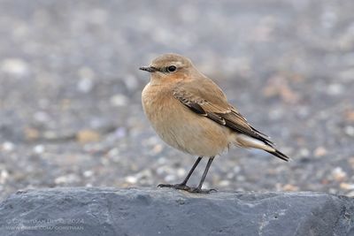 Tapuit / Wheatear