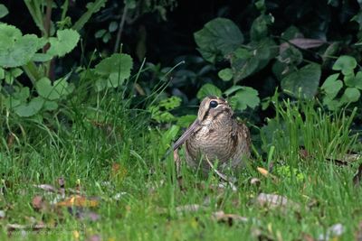 Eurasian Woodcock