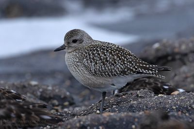 Zilverplevier / Grey Plover