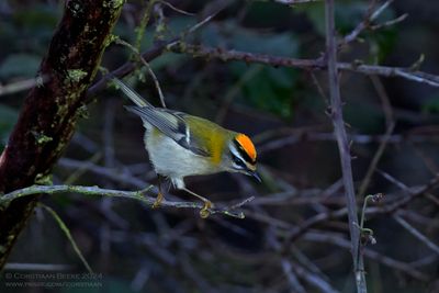 Vuurgoudhaan / Firecrest