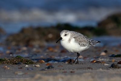 Drieteenstrandloper / Sanderling