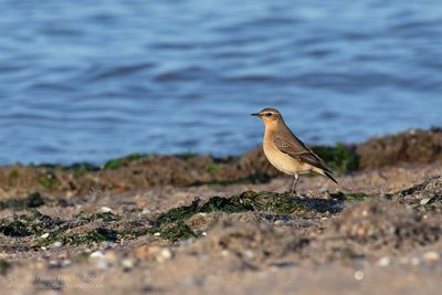 Northern Wheatear