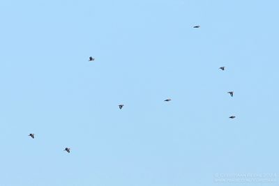 Appelvinken / Hawfinches
