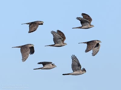 Sperwer / Sparrowhawk