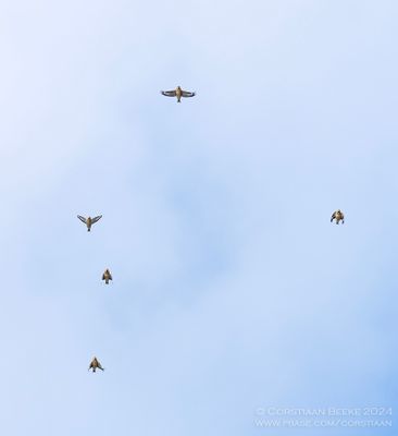 Hawfinch