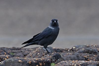 Noordse Kauw / Northern Jackdaw