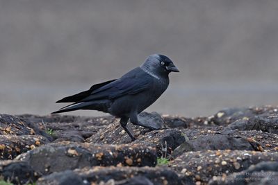 Noordse Kauw / Northern Jackdaw