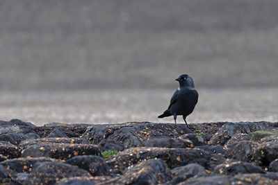 Northern Jackdaw