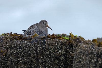 Paarse Strandloper / Purple Sandpiper