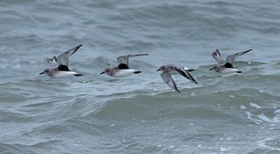 Zilverplevier / Grey Plover